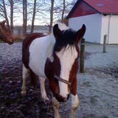 Anden særlig race olivia