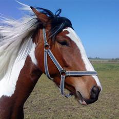 Anden særlig race olivia