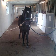 Anden særlig race Sally af Hedegaarden RIP