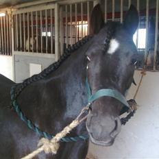 Anden særlig race Sally af Hedegaarden RIP