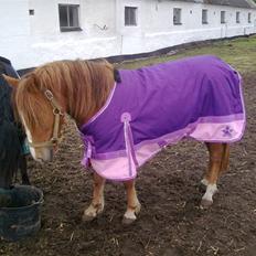 Anden særlig race Sally af Hedegaarden RIP