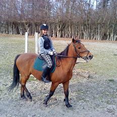 Irsk Sportspony | Exellence |