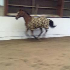 Dansk Varmblod Guvanør*tidl.part*