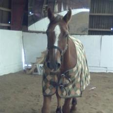 Dansk Varmblod Guvanør*tidl.part*