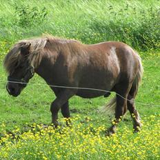 Shetlænder Lukas - FORTID