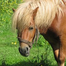 Shetlænder Mulle - FORTID