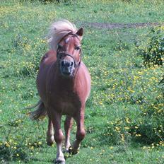 Shetlænder Mulle - FORTID