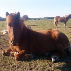 Islænder Kyndill fra Rosenlund