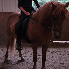 Islænder Kyndill fra Rosenlund