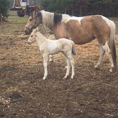 Anden særlig race Celina