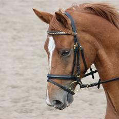 Trakehner Spanggaards Nairobi