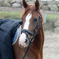 Hollandsk Sportspony Fantasia