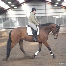 Hollandsk Varmblod Zaziezazou " Zazu" <3 [Tidl. hest] ;(