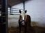 Haflinger Betti SOLGT!