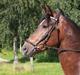 New Forest Opbroek´s Aron (solgt)