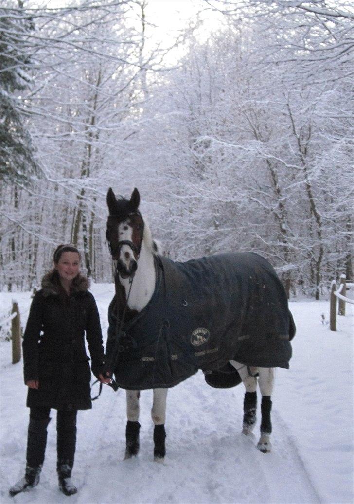 Pinto Araber Tiesto (soulmate)solgt  - Forlad aldrig den du elsker, for en du er forelsket i. :* billede 5