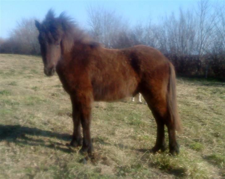 Islænder Bláus fra Belkanto *Solgt* billede 16