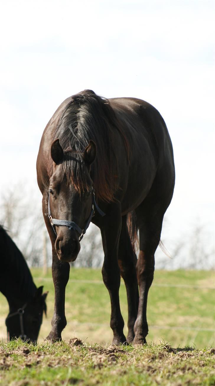 Quarter Bostons Sweet Rey - April 2010 billede 12