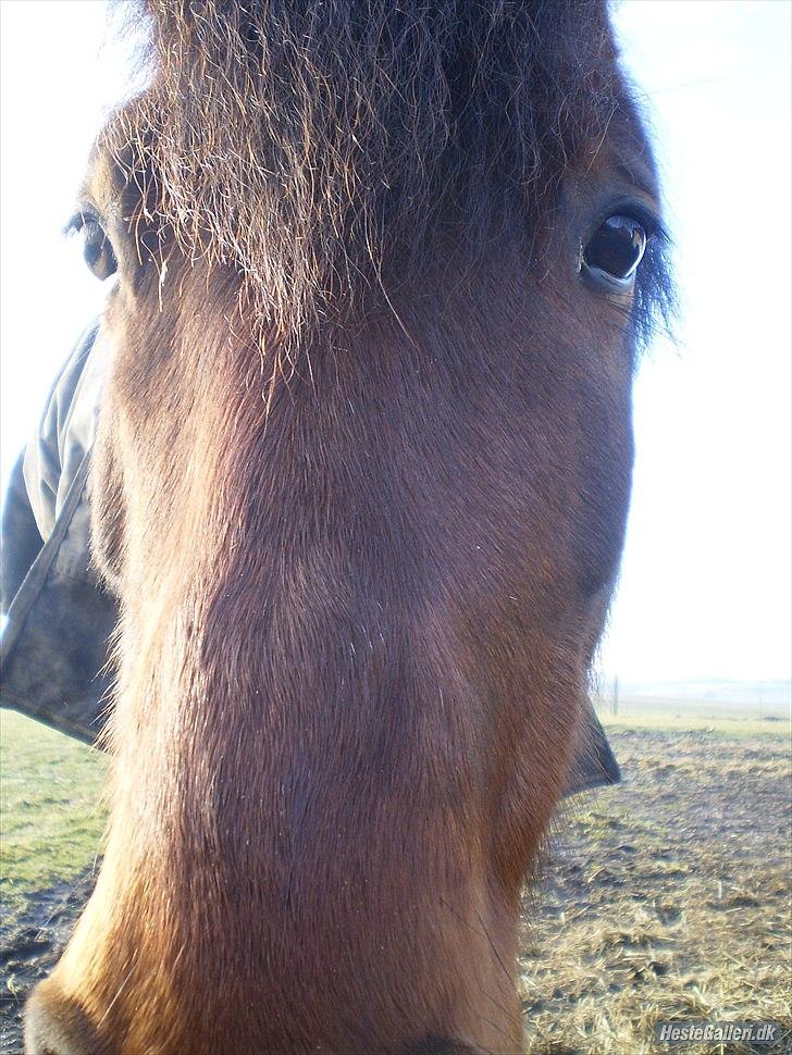 Anden særlig race Mabelle >min smukke< - du så blid, du så smuk, du mit et & alt.  23 jan. 11 (fg. nete) billede 9