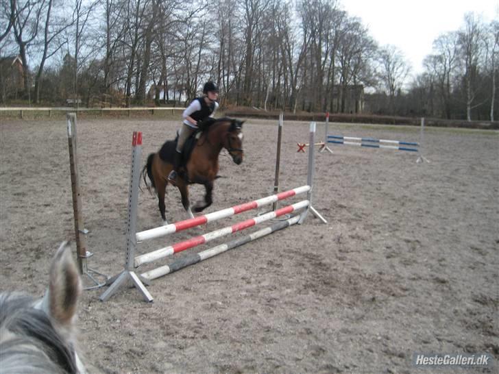 New Forest Marron (PART) billede 8