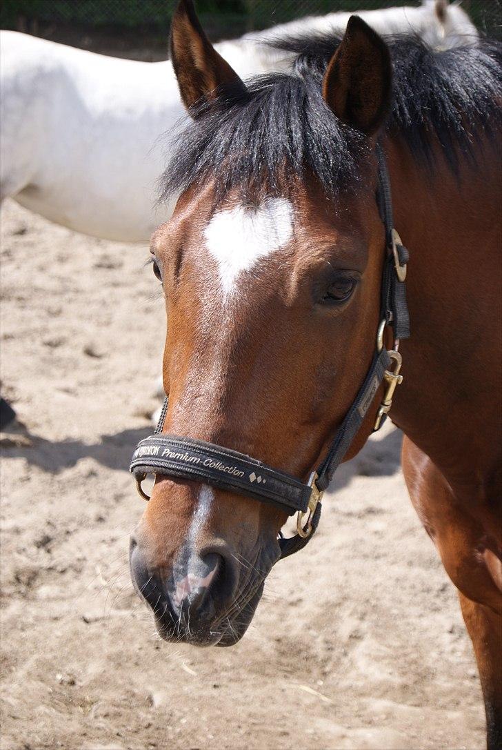 New Forest Marron (PART) - smukke pony i parken. billede 9