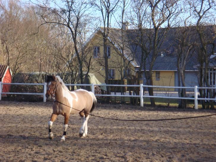 Anden særlig race Topper (SOLGT) - ihh skønt med sol :D billede 10