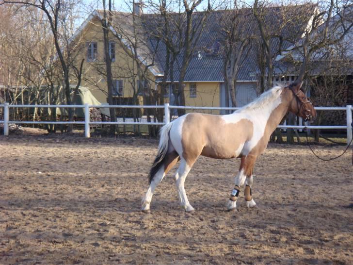 Anden særlig race Topper (SOLGT) - her er han blevet klippet .. billede 11
