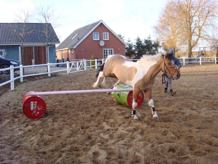 Anden særlig race Topper (SOLGT) billede 12