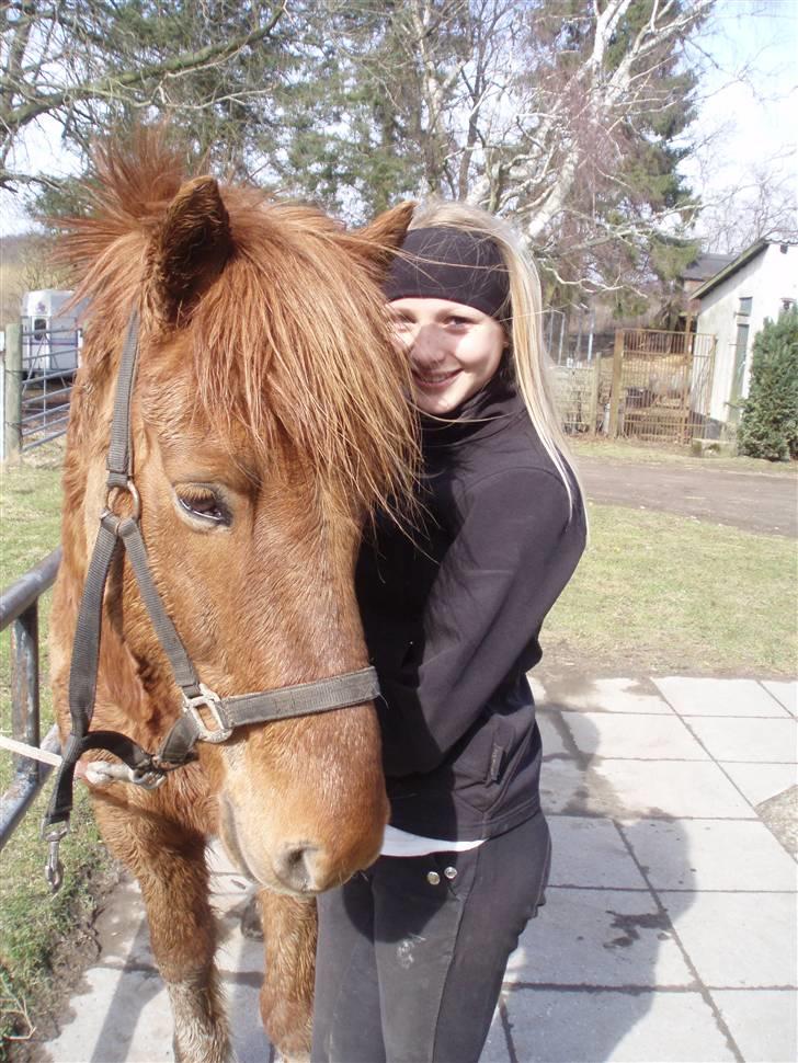 Islænder Sigge billede 18