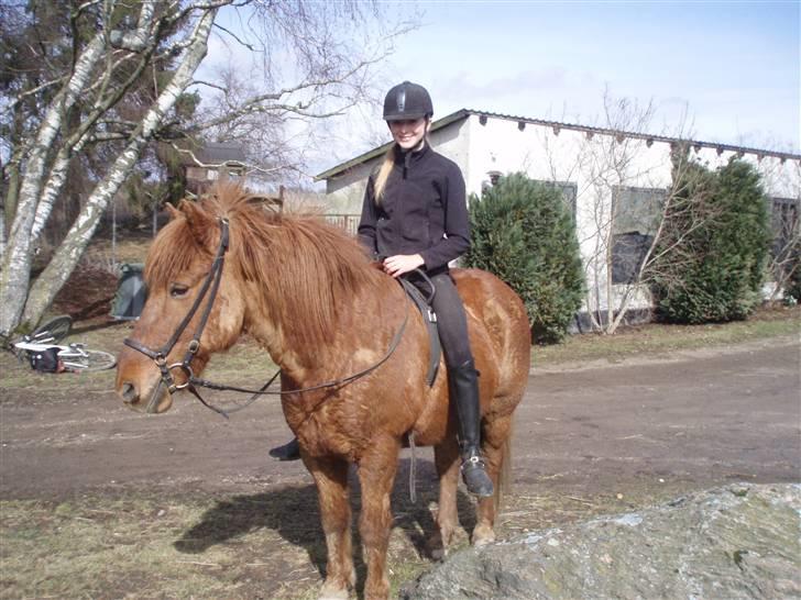 Islænder Sigge billede 19