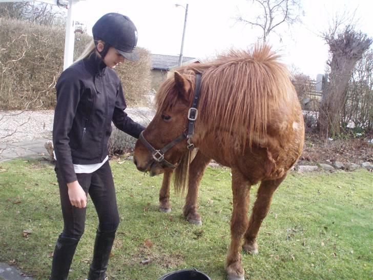 Islænder Sigge - Sigge hjemme i min have 8) billede 20