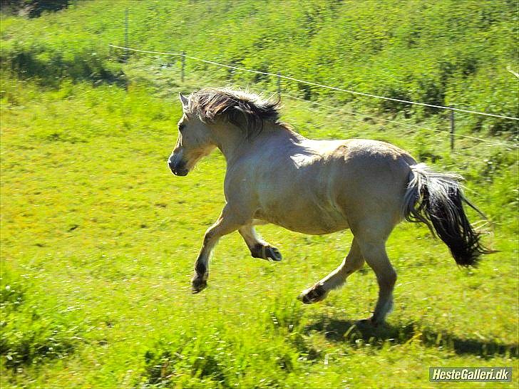 Fjordhest Freddy -  (billedet må ikke kopieres) billede 7