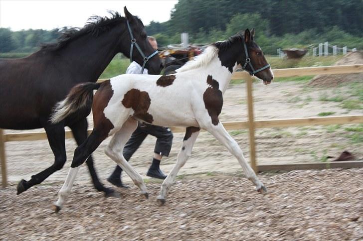 Pinto Lassen's Indiana SOLGT - 4 måned billede 17