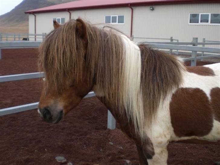Islænder Bakkus f Söðulsholti (solgt)  - - Smukke Bakkus! billede 9
