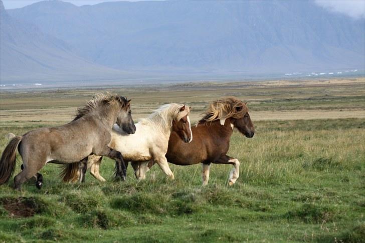 Islænder Bakkus f Söðulsholti (solgt)  - - På ´´stor´´ fold. billede 12