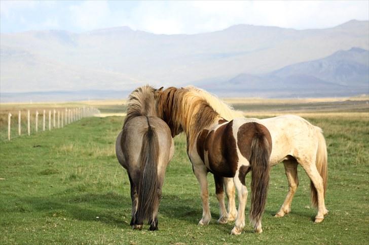 Islænder Bakkus f Söðulsholti (solgt)  - - Bakkus på fold. billede 13