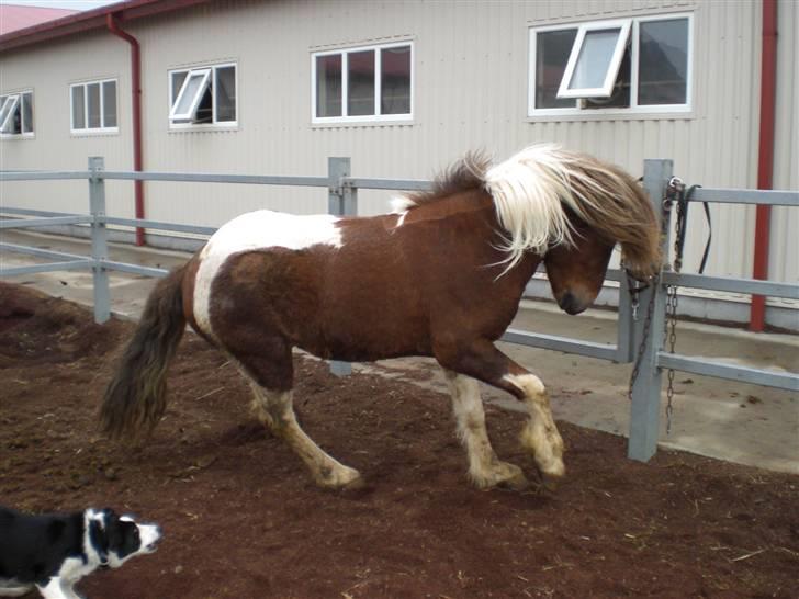 Islænder Bakkus f Söðulsholti (solgt)  - - Efter kastarationen. Han klare det super! billede 15
