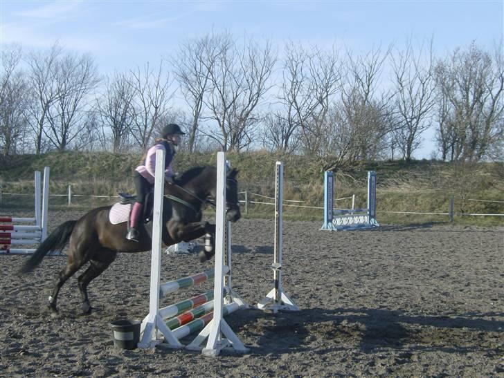 New Forest Sânbuorster Femke*solgt* billede 20