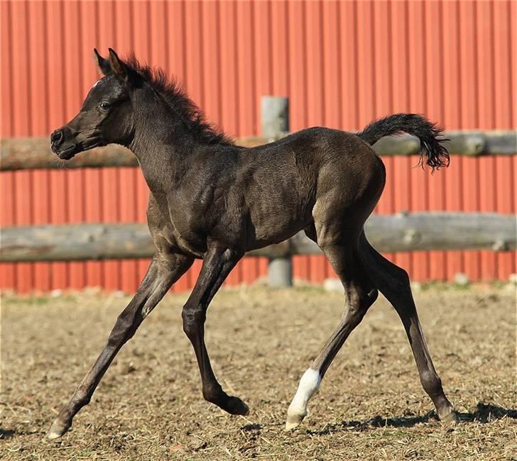 Arabisk fuldblod (OX) Dubai Diva D. - SOLGT - billede 15