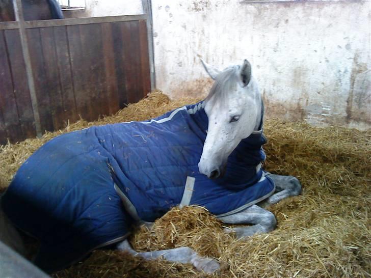 Mecklenburger Celine VI - Træt efter turen fra Norge billede 13