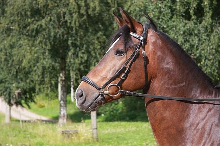 New Forest Opbroek´s Aron (solgt) - Hej og velkommen til Aron´s profil håber i kan lide den :) billede 1