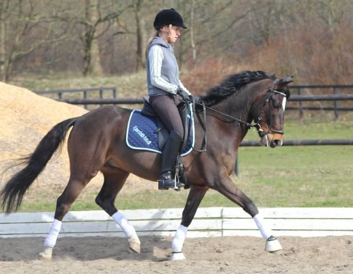 New Forest Opbroek´s Aron (solgt) - trav ;) billede 5