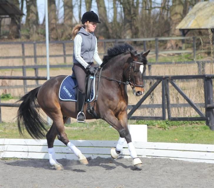 New Forest Opbroek´s Aron (solgt) - galop :b billede 7