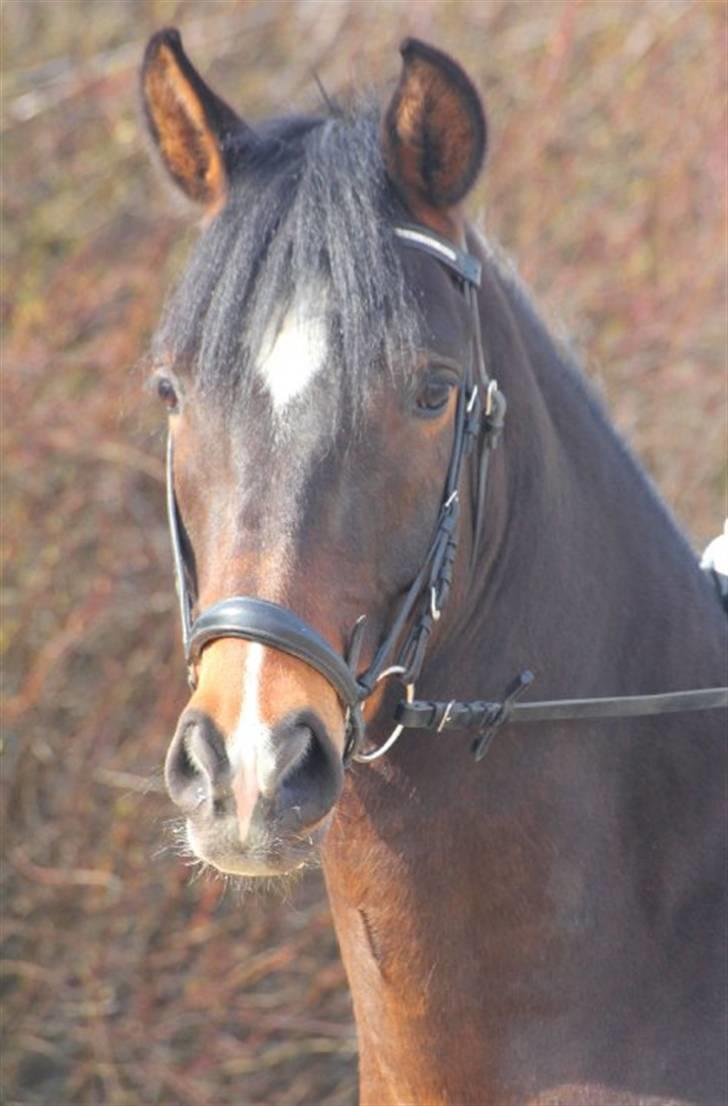 New Forest Opbroek´s Aron (solgt) - Hans dejlige hovede <3 billede 8