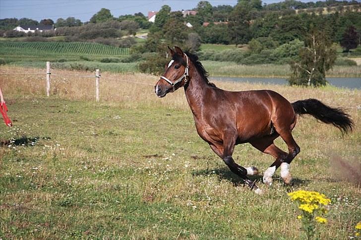 New Forest Opbroek´s Aron (solgt) - Aron i fuld galop på marken.  billede 9