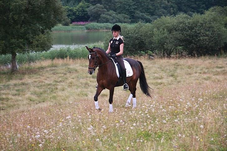 New Forest Opbroek´s Aron (solgt) -  den nye stjerne  billede 12