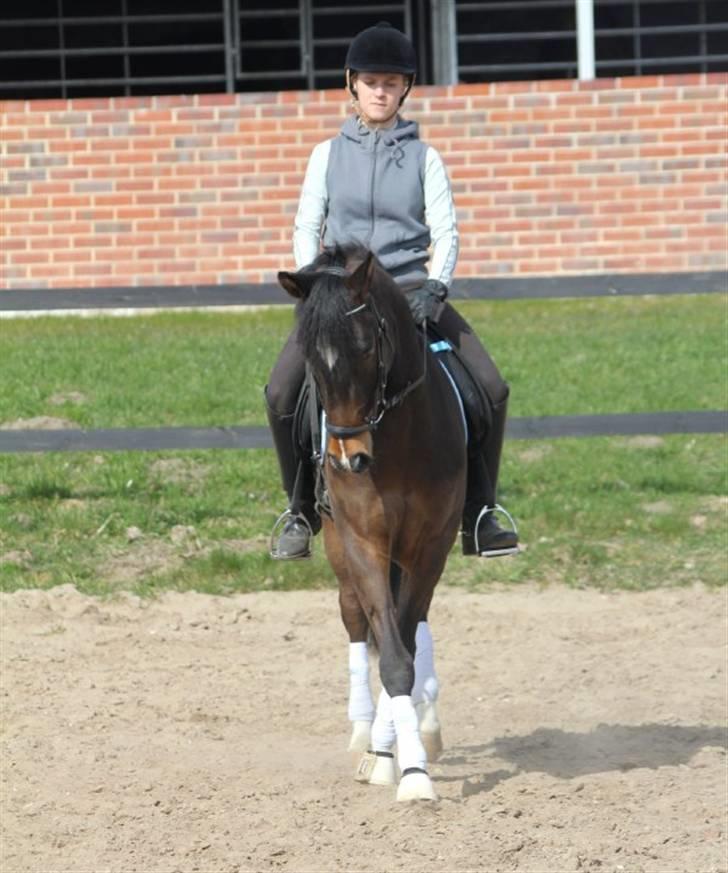 New Forest Opbroek´s Aron (solgt) - schenkelvigning i skridt :D billede 13