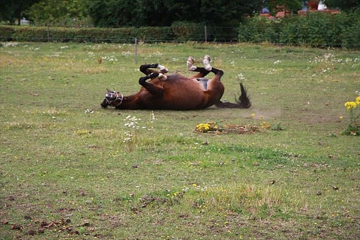 New Forest Opbroek´s Aron (solgt) -  rulle rulle  billede 14