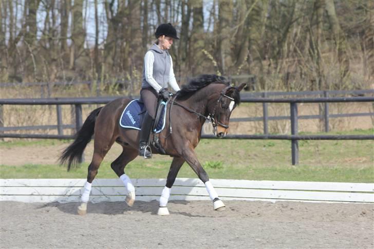 New Forest Opbroek´s Aron (solgt) - fri trav :D billede 3