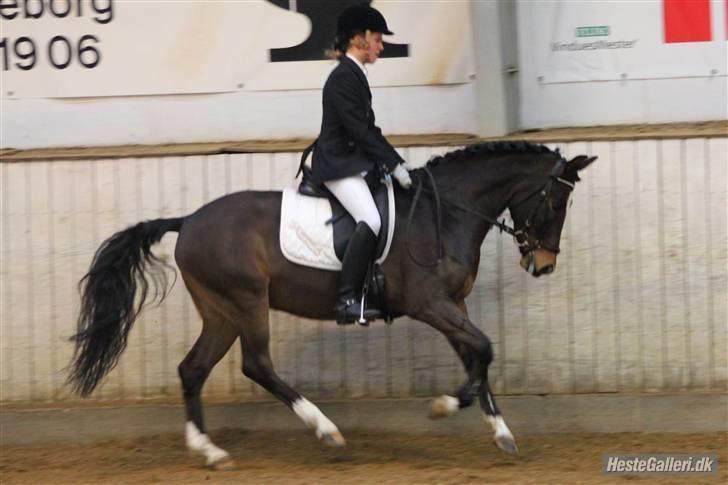 New Forest Opbroek´s Aron (solgt) - til stævne  billede 15